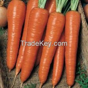New Kuroda Carrot Seed Hot tolerant High quality