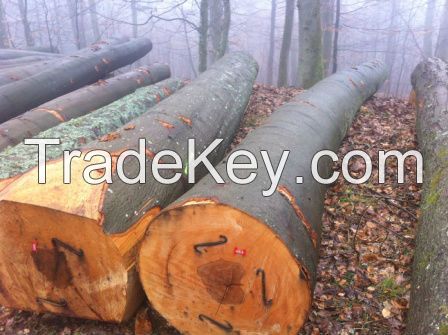 Beech Round Logs