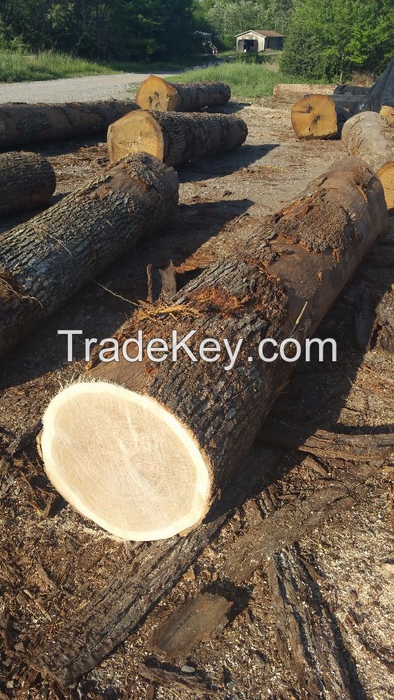 White Oak Logs