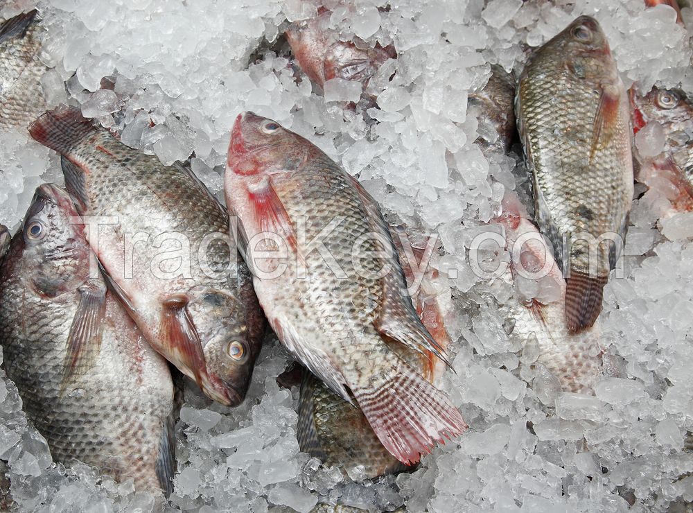 Frozen Tilapia Fish