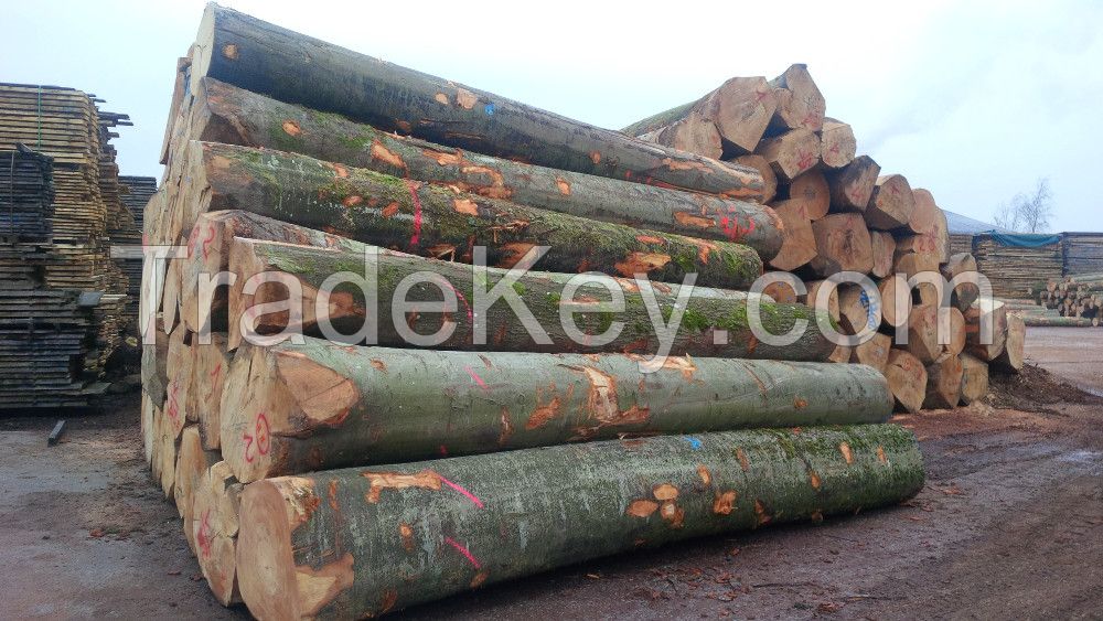 german beech logs