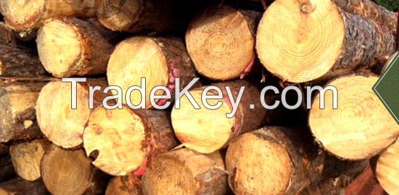 Southern Yellow Pine Logs 20 cm and up, 25 cm and up