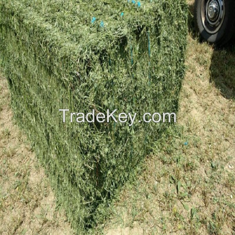alfalfa hay bales for sale, Lucerne Hay