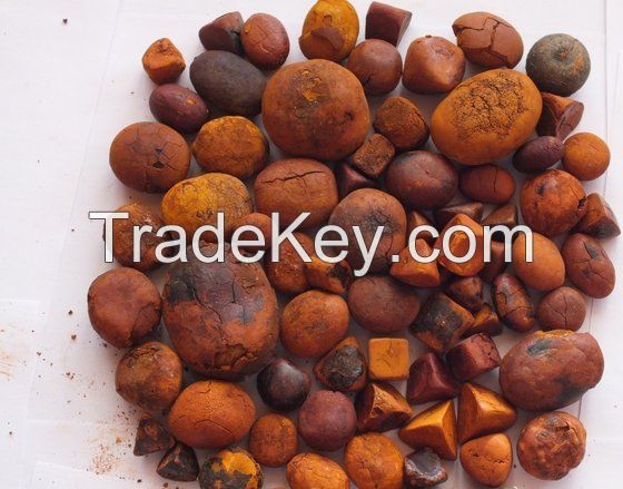 Cow Ox Gallstones