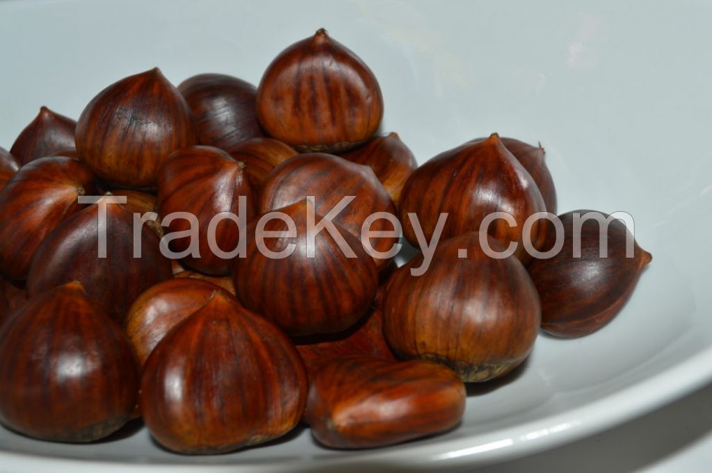 New Crop Organic Bulk Fresh Chestnuts for sale