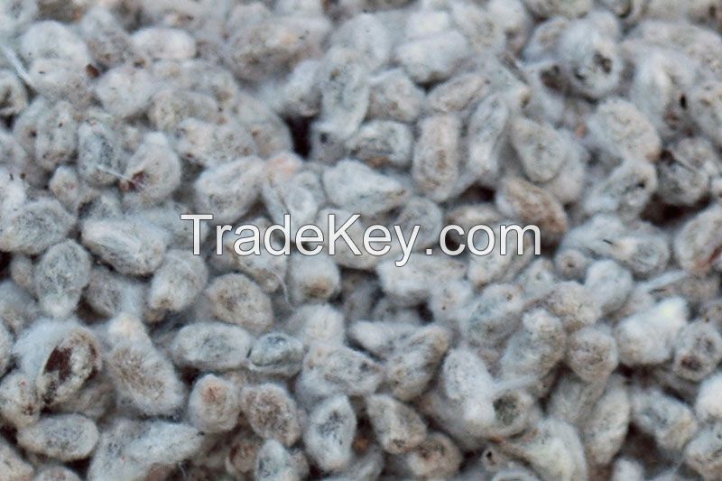cotton seed for sale