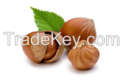 Hazelnuts, Blanched Hazelnuts, Hazelnuts Inshell & Kernels, Organic Hazel Nuts