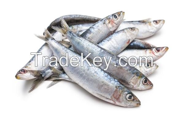 frozen sardine fish top quality fresh frozen fish 120/140gr