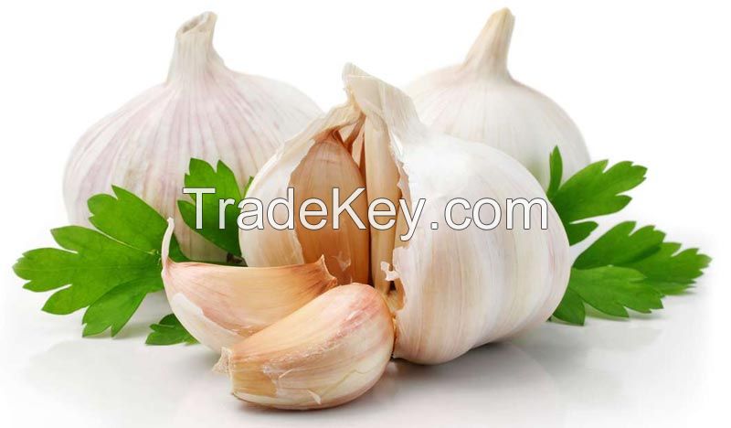 Fresh White Garlic Price/Fresh Peeler Garlic Bulk