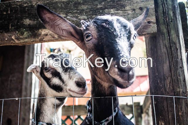 live goats for sale very healthy