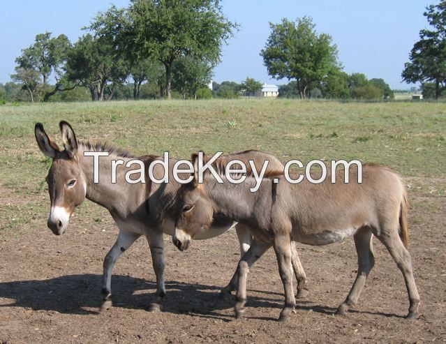 live donkey for sale very healthy