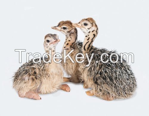 ostrich chicks and fertile eggs