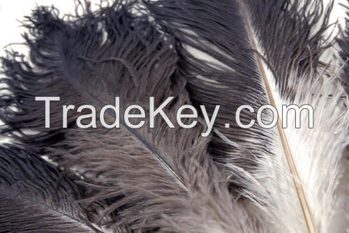 ostrich feathers