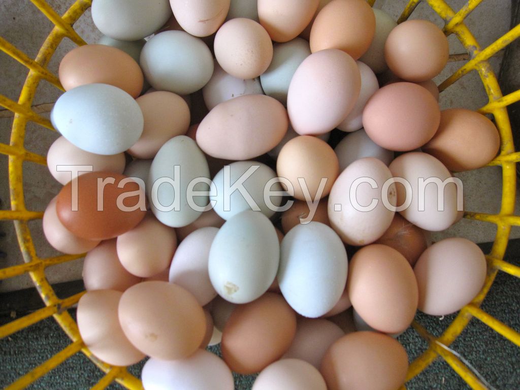 CHICKEN EGGS / OSTRICH EGGS