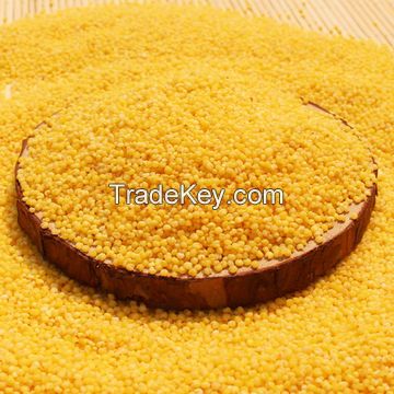 High quality hulled yellow millet in husk with best price