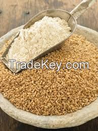 SELL Top Quality Whole Wheat