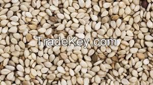 sesame seeds for sell