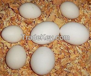 Chicken  Hatching eggs(Ross/Cobb)