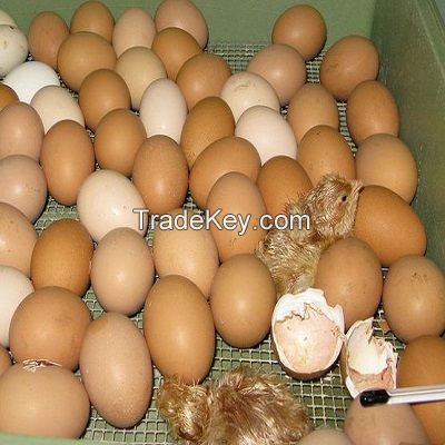 Chicken Broiler Hatching eggs(Ross/Cobb)