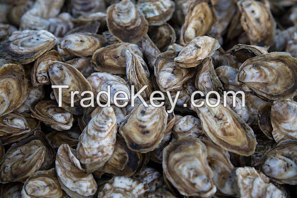 Oysters