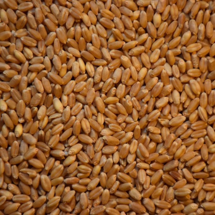 Hard Red Winter Wheat