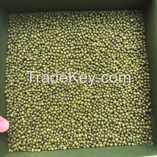 HIGH QUALITY MUNG BEAN ON SALES