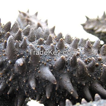 Top Quality Frozen and Dried Sea Cucumber for sale