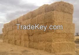 Wheat, Barley, Canary Seeds, Clove Grass, Timothy Hay Best Price