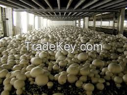 Best Price Frozen Fresh White Beech Button Mushroom