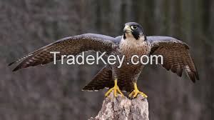 Peregrine falcons for sale .