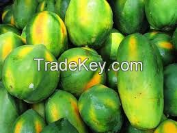 Wholesale Fresh Papaya / Fresh Green Papaya / Best Quality Of Papaya For Sale