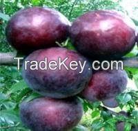 Quality Fresh plums