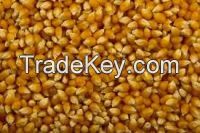 POPCORN MAIZE SEEDS