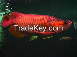 Exquisite tropical fresh water chili red and super red arowana fish.