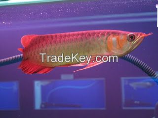 Super Red Arowana And Other Arowana Types Available For Sale Now