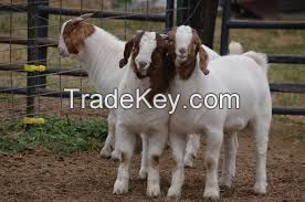 Pure Breed Live Boer goats , Live Kalahari red goats and Romanov sheep for sale.