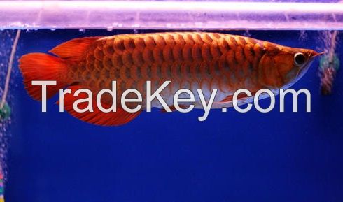 Magnificent 24k arowana, chili red arowana and super red arowana fish.