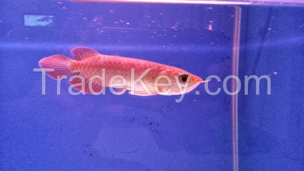 BUY AROWANA FISH NOW!!PRICES REDUCED