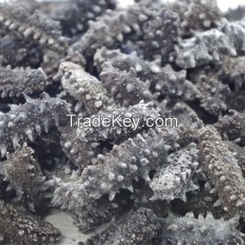 dried trepung / Seafood Black Dried Sea Cucumber/Sea Slug/Trepang
