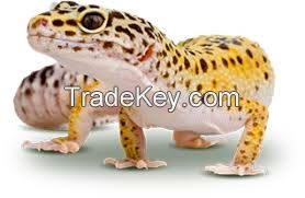 we have some leopard gecko lizards. if anyone want to buy it, please contact us as soon as possible