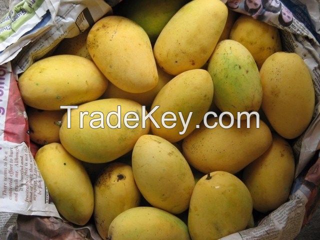 Fresh Mangoes now Available on Sale. 30% discount