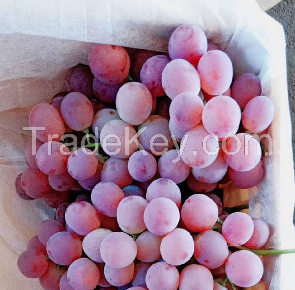 Fresh Grapes (Seedless / Seeded, Black, Green, Red) now available on sale. 30% discount