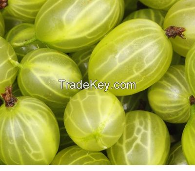 Fresh Gooseberries / IQF Gooseberries now available on sale. 30% discount