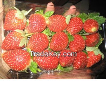 Fresh Strawberries / IQF Strawberries now available on sale. 30% discount