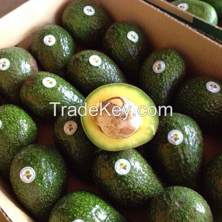 Quality Fresh Avocados now available on sale. 30% discount