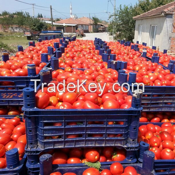 fresh tomatoes for sale