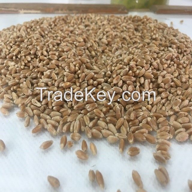 Wheat grain , soft , milling, durum, animal feed