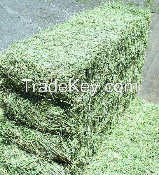 Premium Quality Alfalfa Hay For Sale