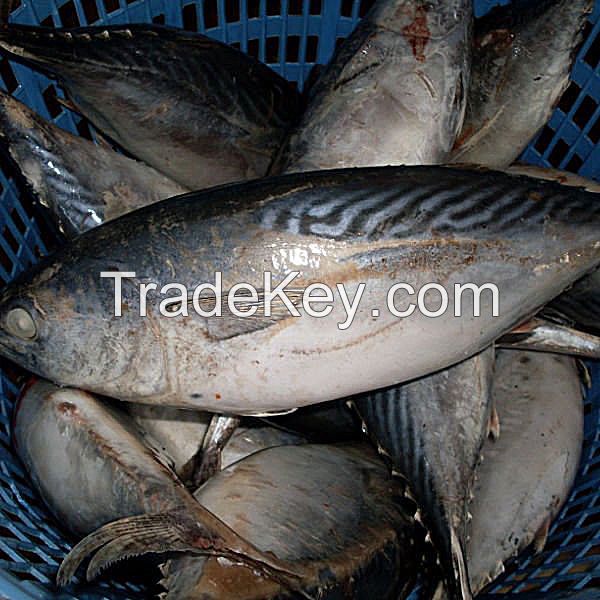 High Grade Bonito Tuna suppliers