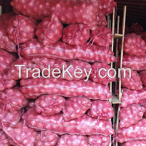 Fresh Onion - Fresh Shalun High Quality and Best Price